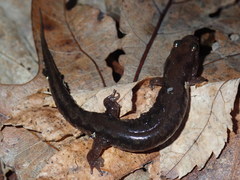 Desmognathus ocoee