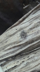 Sumampattus quinqueradiatus