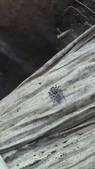 Sumampattus quinqueradiatus