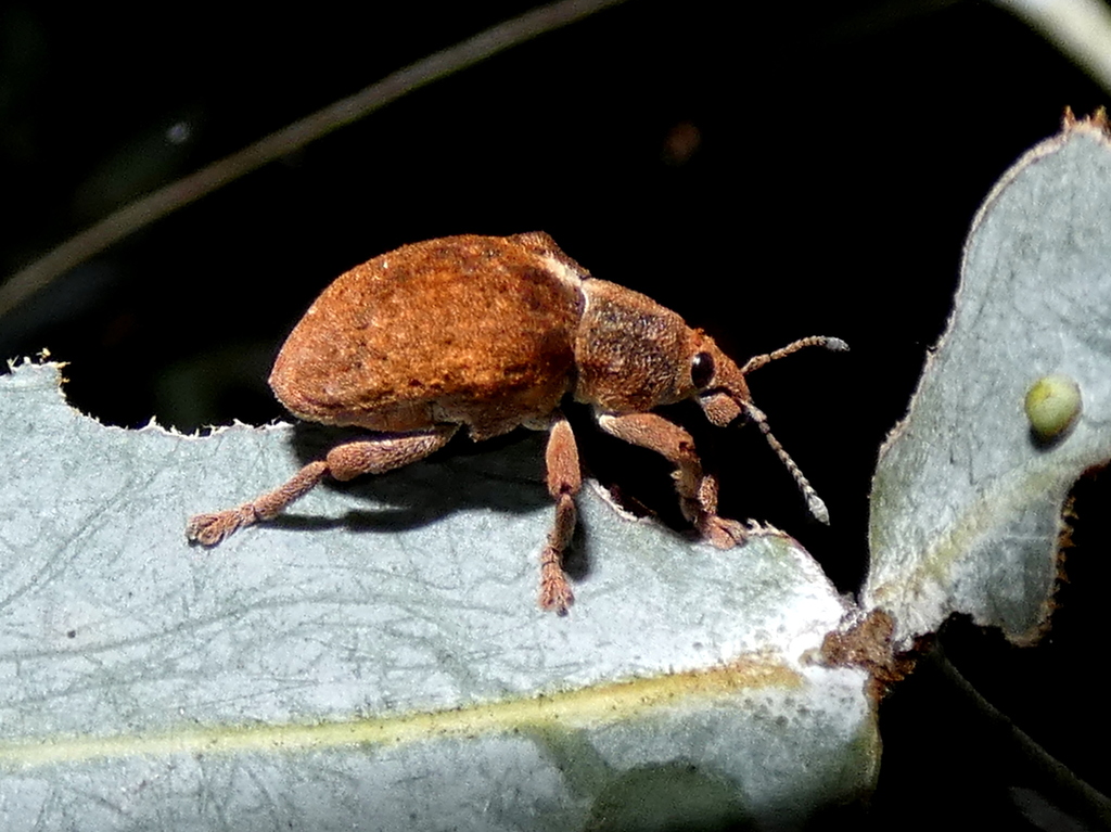 Gonipterus lepidotus