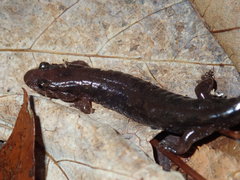 Desmognathus ocoee