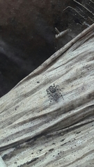 Sumampattus quinqueradiatus