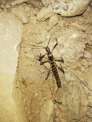 Peruphasma pentlandi