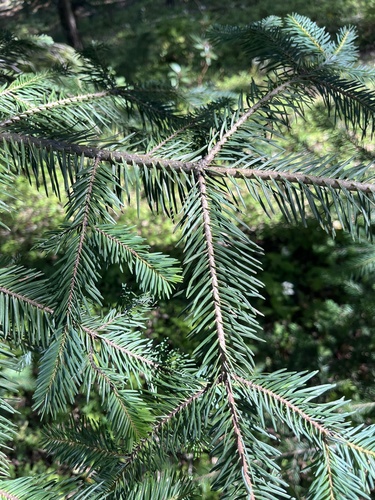 Abies durangensis, photograph 6