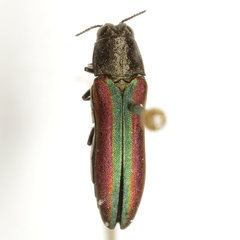 Agrilus pulchellus