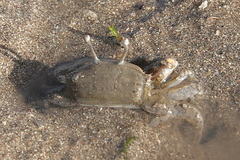 Macrophthalmus