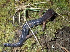 Plethodon cheoah