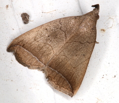 Simplicia armatalis