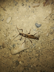 Peruphasma pentlandi