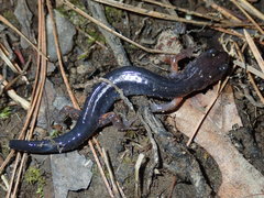 Plethodon cheoah