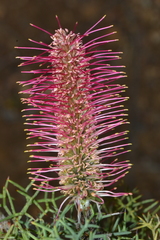 Grevillea paradoxa