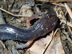 Plethodon cheoah