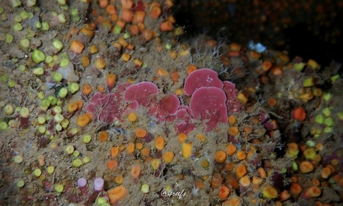 Mastophora pacifica