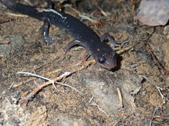 Plethodon cheoah