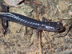 Plethodon cheoah