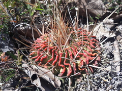Echinofossulocactus pentacanthus