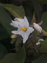 Solanum torvum