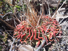 Echinofossulocactus pentacanthus