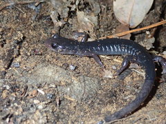 Plethodon cheoah