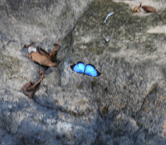 Morpho helenor