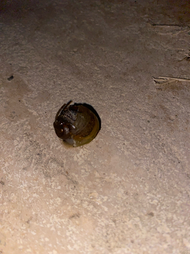 Cantareus apertus