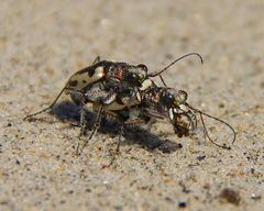 Cicindela limbata labradorensis