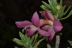 Eremophila miniata