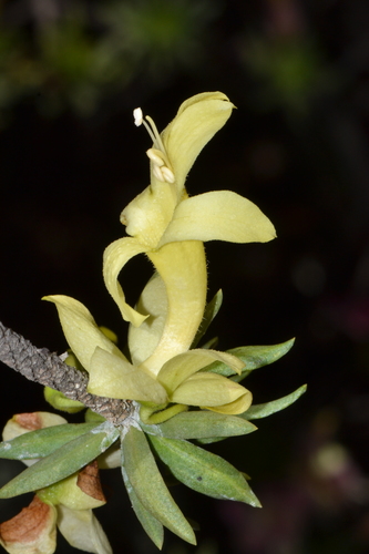 Eremophila miniata