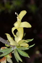 Eremophila miniata
