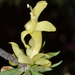 Eremophila miniata - Photo (c) Tim Hammer, some rights reserved (CC BY), uploaded by Tim Hammer