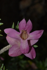 Eremophila miniata