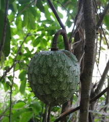 Annona montana