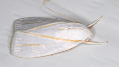 Cryptophasa flavolineata