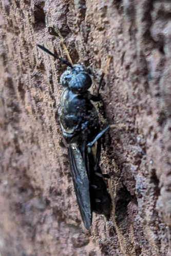 Unknown species found near Urbana High School, Urbana, IL 61801, USA
