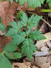 Phacelia bipinnatifida