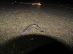 Tandonia budapestensis