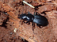 Pterostichus moestus