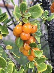 Coprosma montana