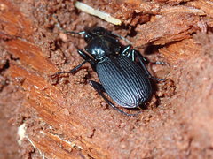 Pterostichus moestus