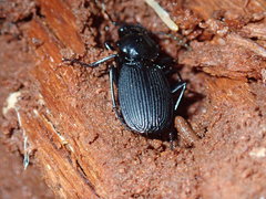 Pterostichus moestus