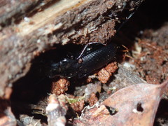 Pterostichus moestus