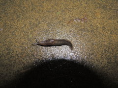 Tandonia budapestensis