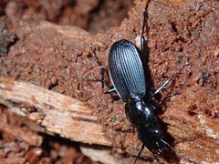 Pterostichus moestus