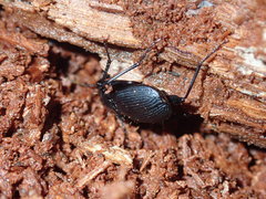 Pterostichus moestus