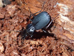 Pterostichus moestus