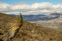 Yucca mixtecana