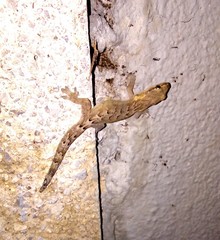 Lepidodactylus lugubris