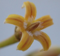 Parsonsia brownii