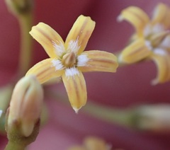Parsonsia brownii