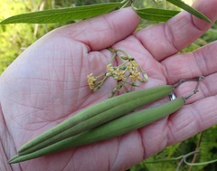 Parsonsia brownii